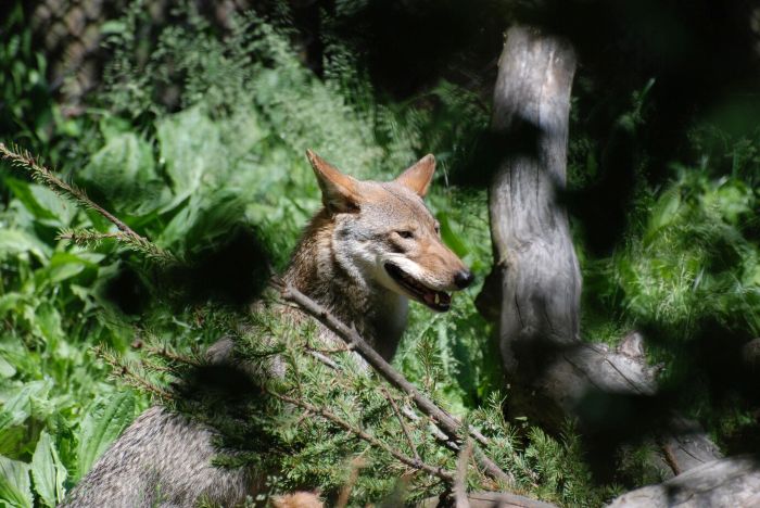 Bioethical Frameworks Guiding Colossal's Dire Wolf De-extinction Research